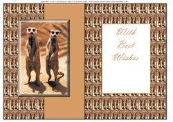 Meerkat Tiled Fold Back