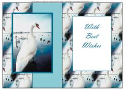 Mute Swan Fold Back