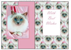 Old Blue Eyes (cat)