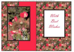 The Last of the Poppies