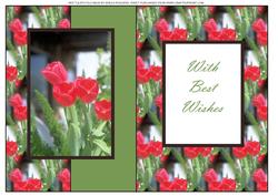 Red Tulips Fold Back