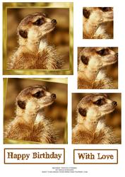 Meerkat Twisted Pyramid
