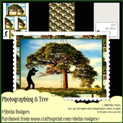 Photographing a Tree