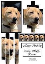 Panelled Labrador