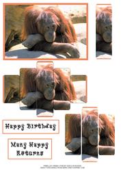 Panelled Orangutan