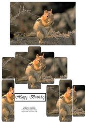 Panelled Squirrel