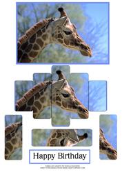 Panelled Giraffe