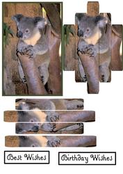 Panelled Koala