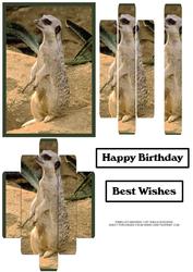 Panelled Meerkat 2
