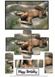 Panelled Orangutan 3
