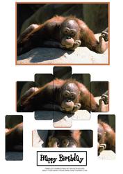 Panelled Orangutan 4