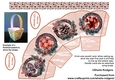 CHRISTMAS BASKET - WREATHS