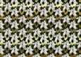 White Poinsettia on Gold