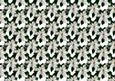 White Poinsettia on White Background