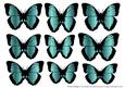 Butterfly 1 Embellishments 4