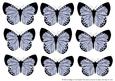 Butterfly 2 Embellishments 6