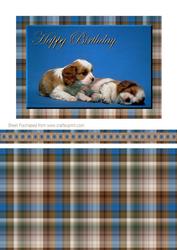 Puppys