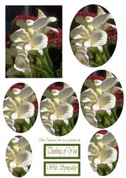 Sympathy Lilys