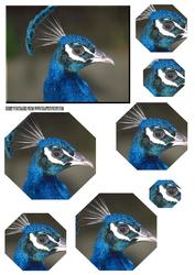 Peacock Octagon