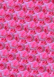 Pink Roses