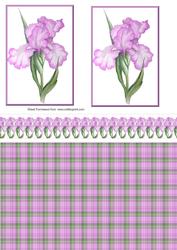 Lilac Flowers