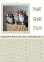 3 Kittens