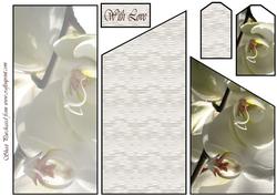 White Orchid