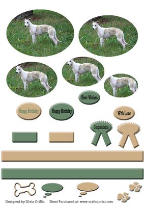 Italian Greyhound - Whippet