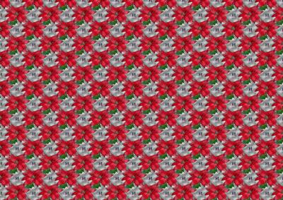 Poinsettia 1 Bg