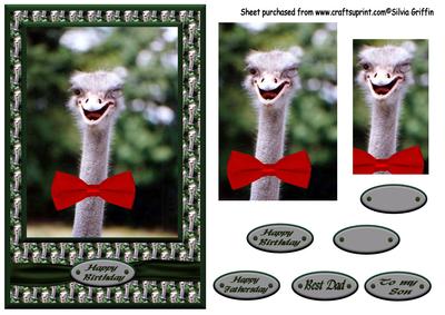 Ostrich Birthday Male Qs