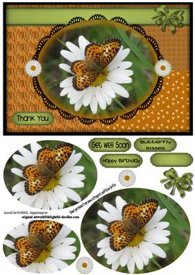 Butterly on a Daisy Py