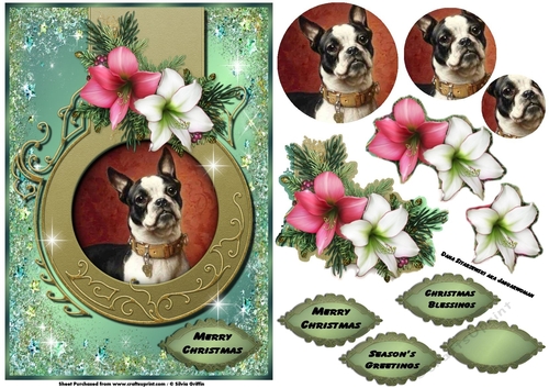 Boston Terrier Christmas QC