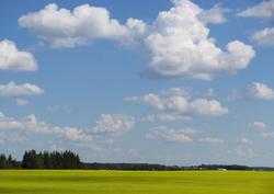 Cloudy Sky with Yellow Field