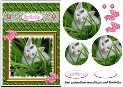 White Kitty Cat Qs