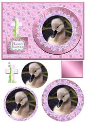 Sweet Baby Duck Qs