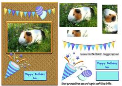 Guinea Pig Boy Qs
