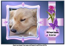 Dog Sympathy A4
