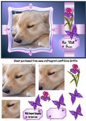 Dog Sympathy Qs
