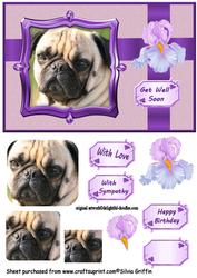 Pug Dog Birthday and More Qs