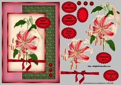 Stargazer Lilies SBS