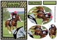 Horse Racing for All Kinds of Occasions Qs