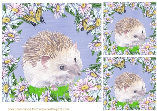 3 Daisy hedgehog card fronts/toppers 1
