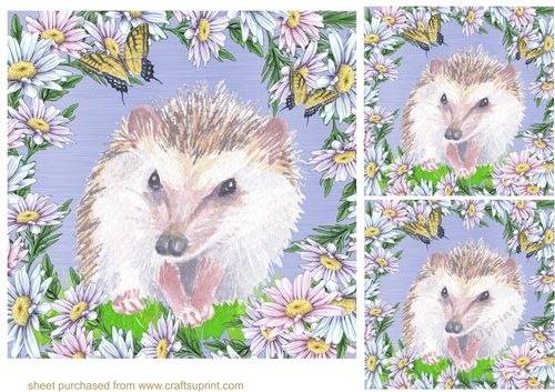 3 Daisy hedgehog card fronts/toppers 2