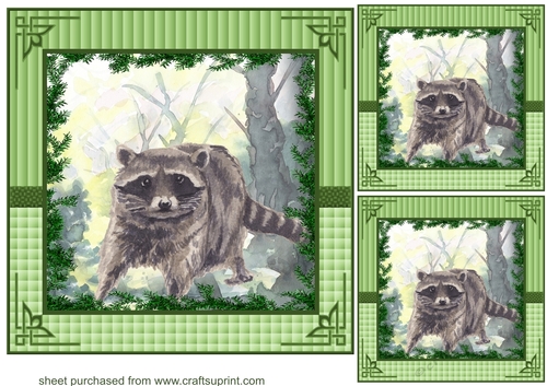 3 Forest raccoon card fronts/toppers 