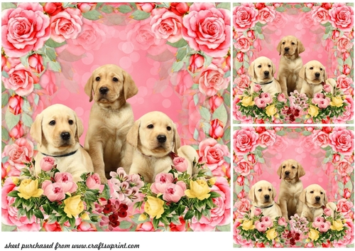 3 Red rose Labrador pups card front/toppers