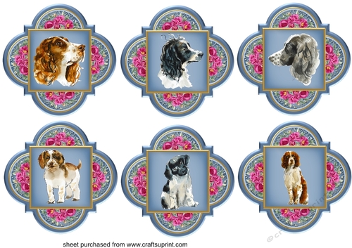 6 Floral Springer Spaniel toppers