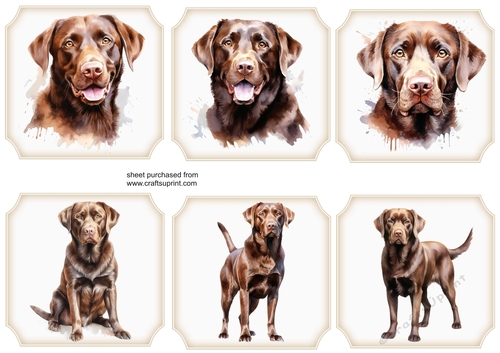 6 Chocolate Lab toppers