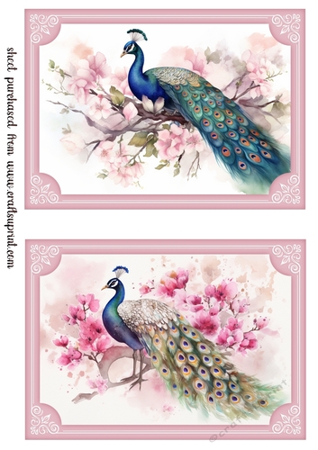 2 Peacock topper/card fronts in pink frame 1
