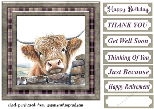 Nosy Highland cow card front 1