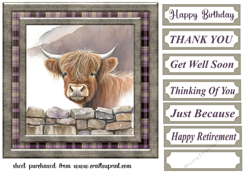 Nosy Highland cow card front 2